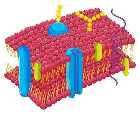 Cell membrane Amoeba Sisters Video Review | Biology - Quizizz