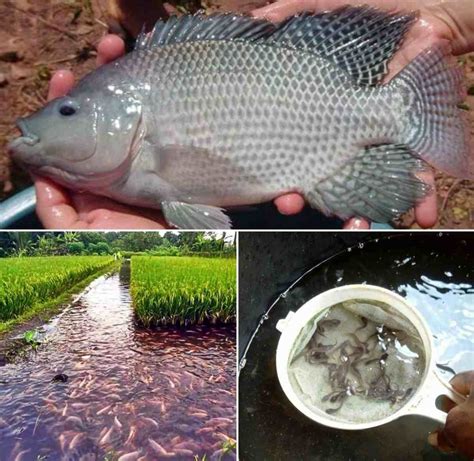 Types of Fish Farming Methods and Systems In India | Agri Farming