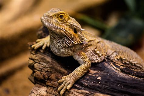 Best Lizards For Pets [4 Great for Beginners] - PetShoper