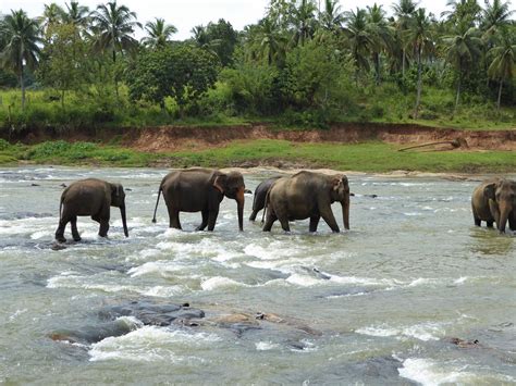 Pinnawala Elephant Orphanage | Pinnawala Elephant Orphanage … | Flickr