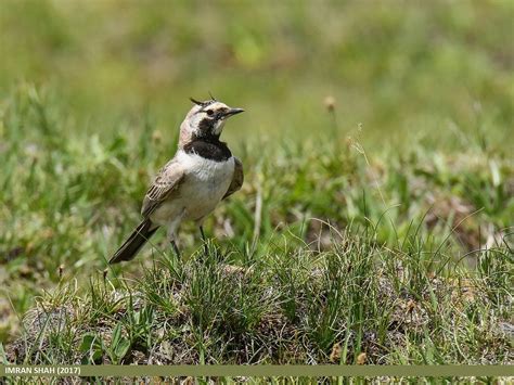 Horned Lark Wallpapers - 4k, HD Horned Lark Backgrounds on WallpaperBat