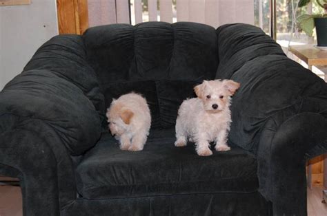 Westie - Poodle Mix for sale in Cobden, Ontario - Nice Pets Online