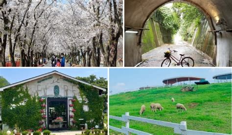 Gapyeong Eden Cherry Blossom Road & Sheep Farm Tour - Trazy, Korea's #1 ...