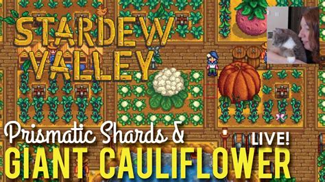 Growing Giant Cauliflower in Stardew Valley - LIVE! - YouTube