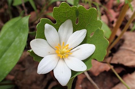 10 Poisonous Plants You Must Never Touch - WorldAtlas