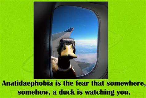 Anatidaephobia is the fear that somewhere, somehow, a duck is watching ...