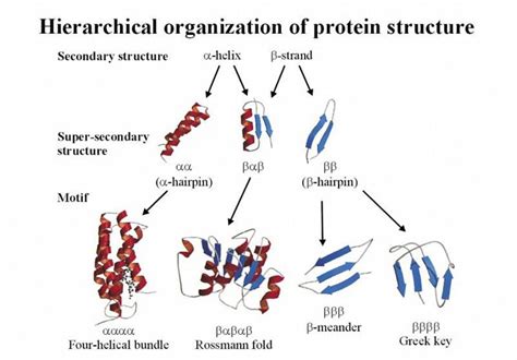 secondary, supersecondary structure of proteins | Biochemie | Pinterest | Chemistry, Ap biology ...