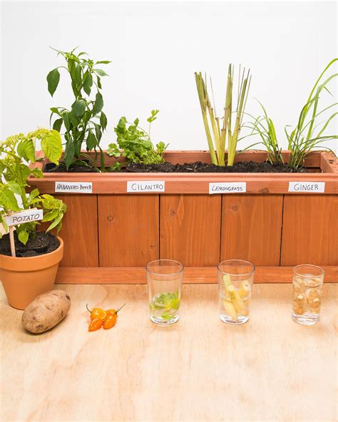 You Can Grow Your Own Groceries At Home From Old Kitchen Scraps | Regrow vegetables indoors ...