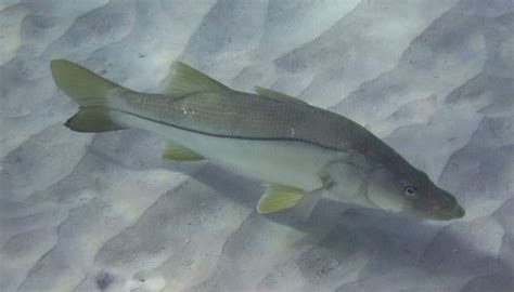 Where to find snook | Snook, Salt water fish, Habitats