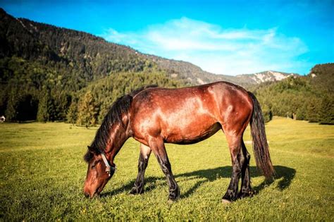 Where do horses live habitat