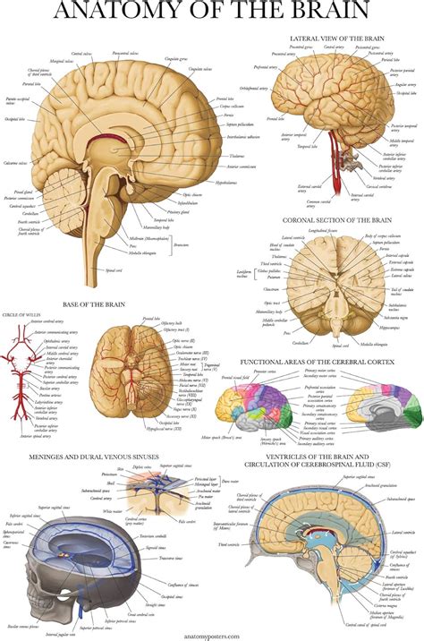 Palace Learning Brain Anatomy Poster - Laminated - Anatomical Chart of the Human Brain : Amazon ...