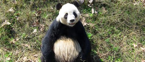 Remember DC’s first panda cub Tai Shan? Check Him Out Now - PoPville