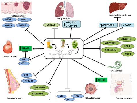 IJMS | Free Full-Text | Xanthohumol for Human Malignancies: Chemistry ...