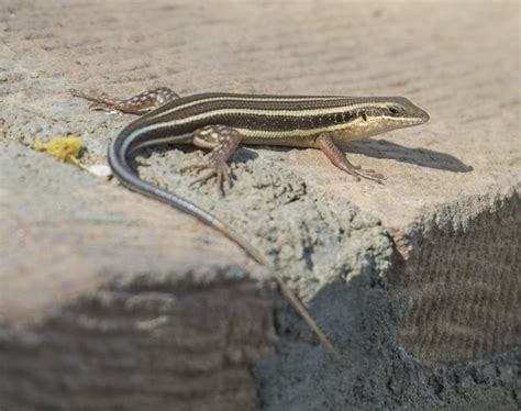 How to Care for a Blue-Tailed Skink | Cuteness