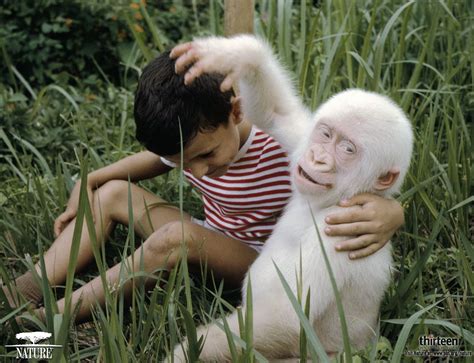 When Snowflake the gorilla was born he shocked many villagers with his pure white coat. He ...