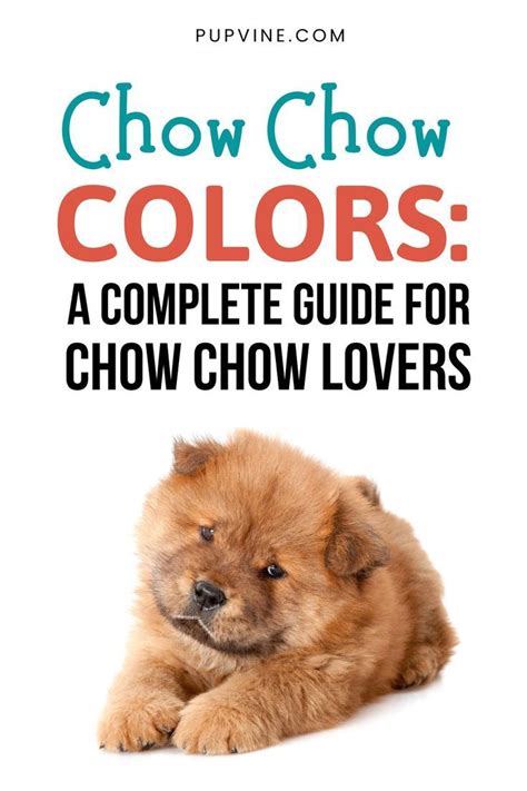 Chow Chow Colors: A Complete Guide For Chow Chow lovers | Chinese dog ...