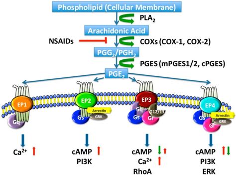 Natural Cyclooxygenase 2 (COX-2) Inhibitors (with Genetics and Pathways ...