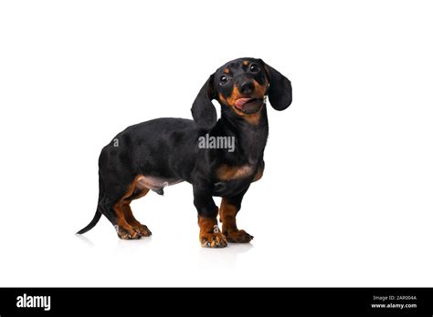 Funny sausage dog, dachshund puppy posing isolated on white background ...