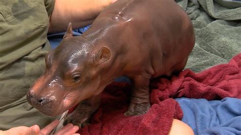 Video Fiona the hippo's journey to health continues to make her a viral sensation - ABC News