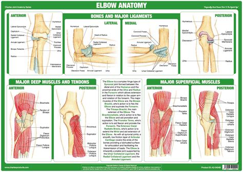 Elbow Joint Anatomy Poster