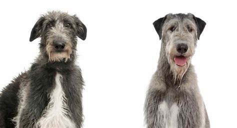 Scottish Deerhound vs. Irish Wolfhound - Qual você escolheria? | Sport ...