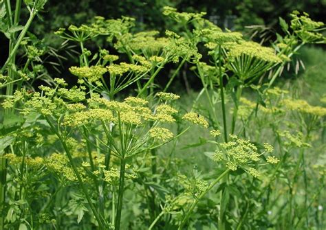 Wild Parsnip | Cornell Weed Identification