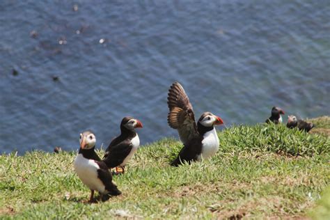 Wild Trails Wales Guide: Welsh Wildlife and Where to Spot it. — Wild Trails Wales