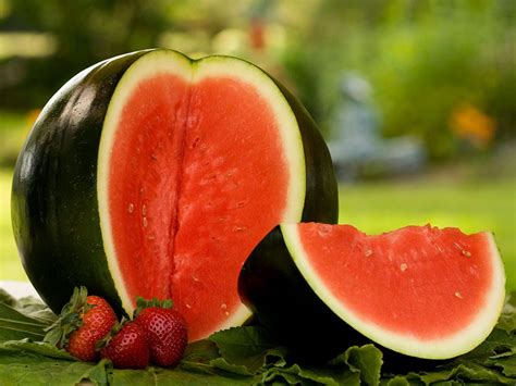 What Are Sugar Baby Watermelons: Tips On Sugar Baby Watermelon Care