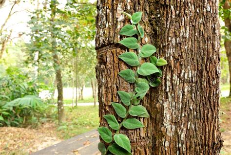 The Green creeper plant stock image. Image of green, flora - 39523621