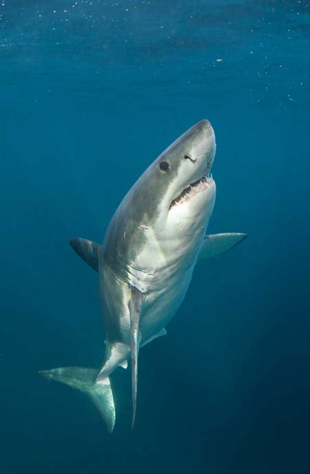 great-white-shark-cape-town - Africa Geographic