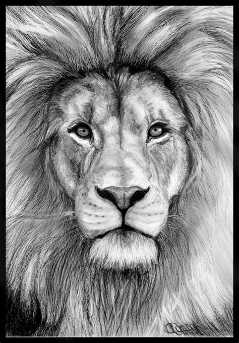 Lion Face Drawing Photo - Drawing Skill