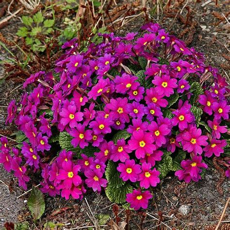 Primula 'Wanda Lilac Colors' in 2020 | Shade loving perennials, Shade perennials, Shade garden