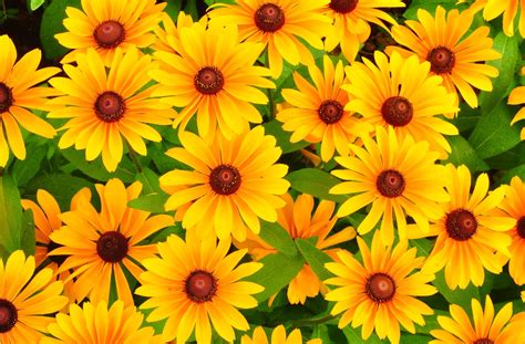 Yellow flowers HD wallpaper | Wallpaper Flare