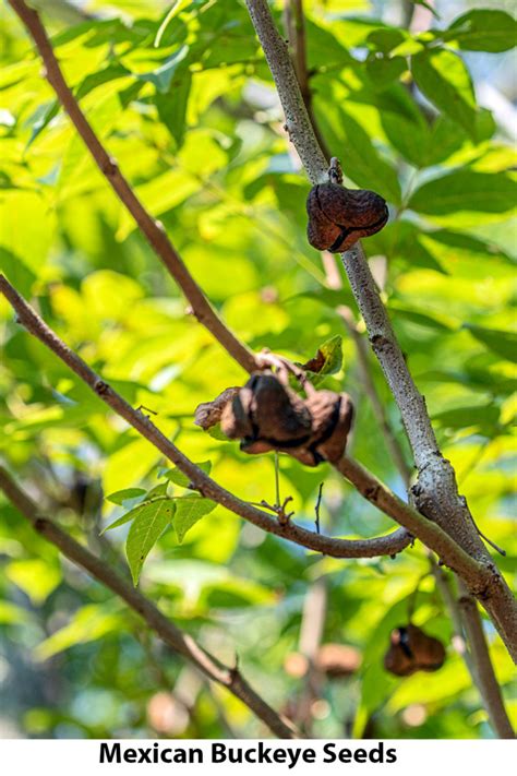 Mexican Buckeye Seeds – San Marcos Greenbelt Alliance