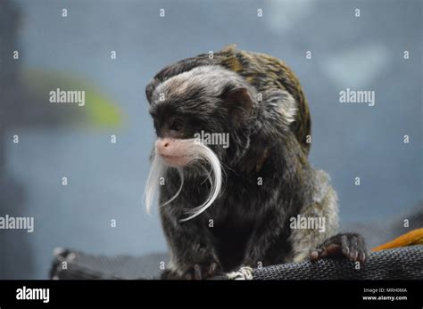 Emperor tamarin baby Stock Photo - Alamy