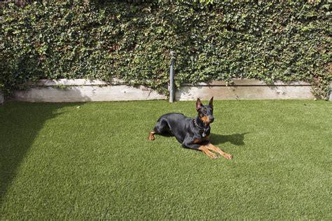 Pet Artificial Grass Installation - Green-R Turf Landscapes