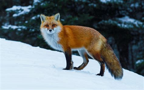 animals, Nature, Fox, Wildlife, Snow Wallpapers HD / Desktop and Mobile Backgrounds