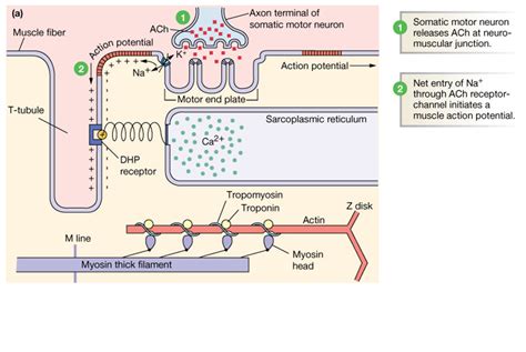 Calcium Signaling- muscle contraction Diagram | Quizlet