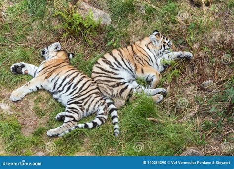 Siberian Tiger Cubs Sleeping in the Grass Stock Photo - Image of grass ...