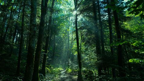 Greenery Forest Nature Path With Sunbeam 4K HD Nature Wallpapers | HD ...