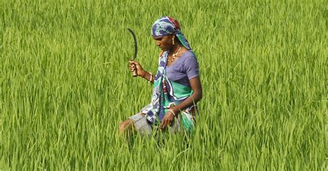 A New Farming Technique Using Drastically Less Water Is Catching On | HuffPost