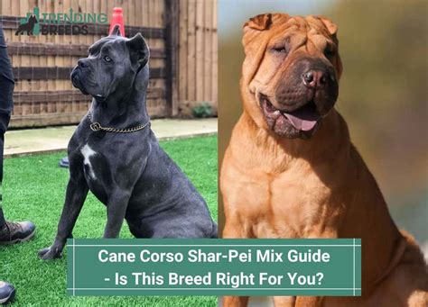 Cane Corso Shar-Pei Mix Guide – Is This Breed Right For You? (2022)