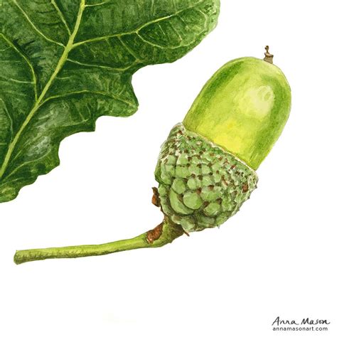 Watercolour acorn | Anna mason, Botanical watercolor, Flower painting