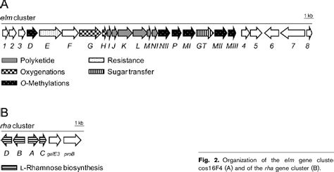 Figure 2 from Biosynthesis of elloramycin in Streptomyces olivaceus requires glycosylation by ...