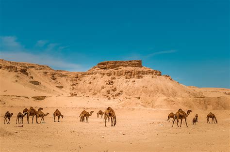 kuwait landscape - Google Search Heart Of America, Fantasy City ...