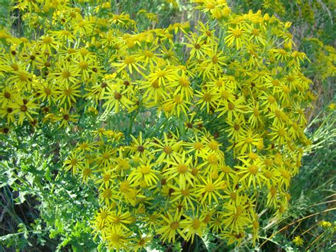 Woolly Dragon Farm » Tansy Ragwort