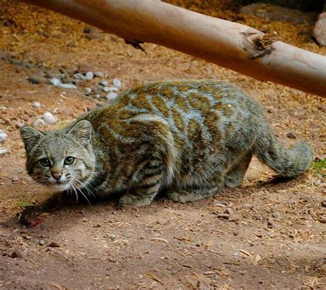 Andean Mountain Cat | Wild cat species, Small wild cats, Rare cats