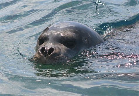 Mediterranean Monk Seal | Endangered List