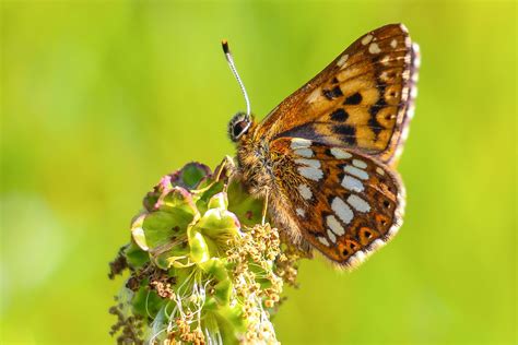 Duke of Burgundy | Dorset Butterflies