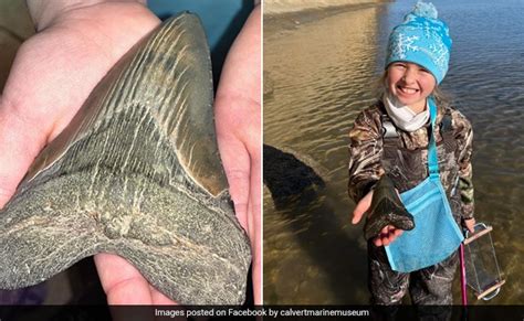9-Year-Old Girl Finds Enormous Once In a Lifetime Megalodon Tooth On US Beach